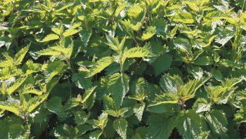 L’ortie est une des plantes les plus riches en chlorophylle, d’où sa couleur d’un vert soutenu et sa vitalité, qu’elle transmet aux bêtes et aux gens qui la consomment. L’ortie est une des plantes les plus riches en chlorophylle, d’où sa couleur d’un vert soutenu et sa vitalité, qu’elle transmet aux bêtes et aux gens qui la consomment.