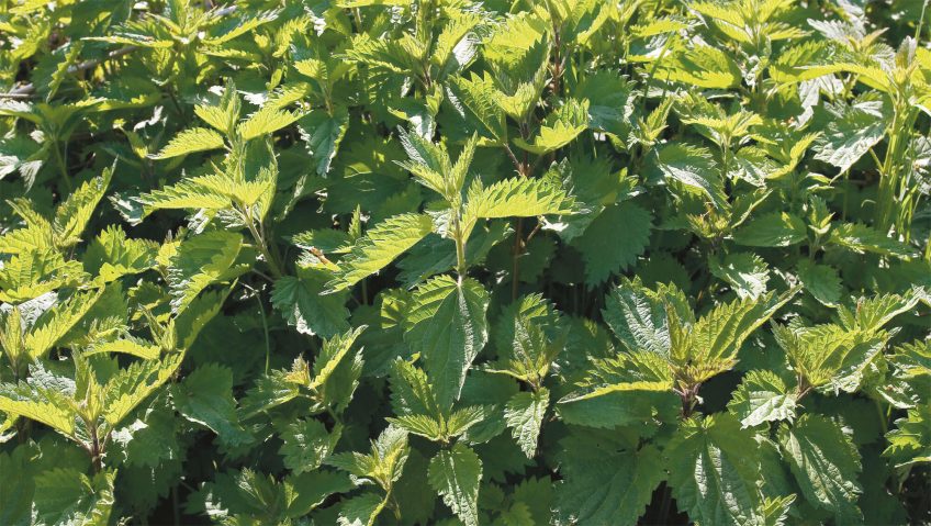 L'ortie, la condamner ou l’acquitter ? - La Salamandre