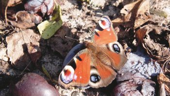 L'ortie nourrit les chenilles de plusieurs papillons, dont l'oeil de paon.  L'ortie nourrit les chenilles de plusieurs papillons, dont l'oeil de paon.