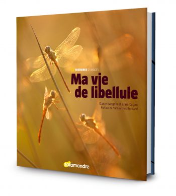 Ma vie de Libellule Dernier bal avant l’automne pour les libellules - La Salamandre