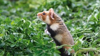Mascotte des champs cultivés alsaciens, le hamster doré est menacé par la toute-puissante automobile. 
