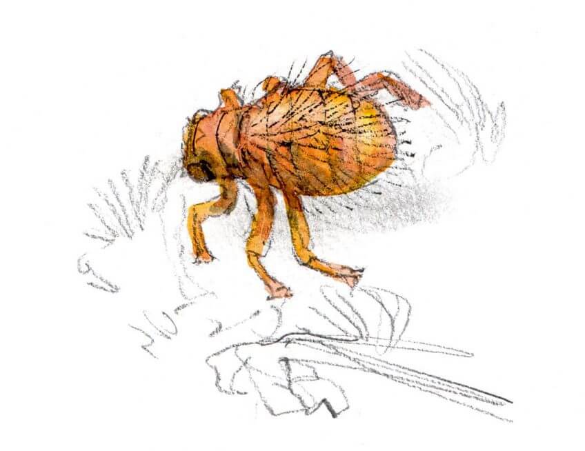 10 mouches fantastiques - La Salamandre