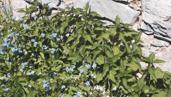 Myosotis et orties :  un plaisant mélange.
