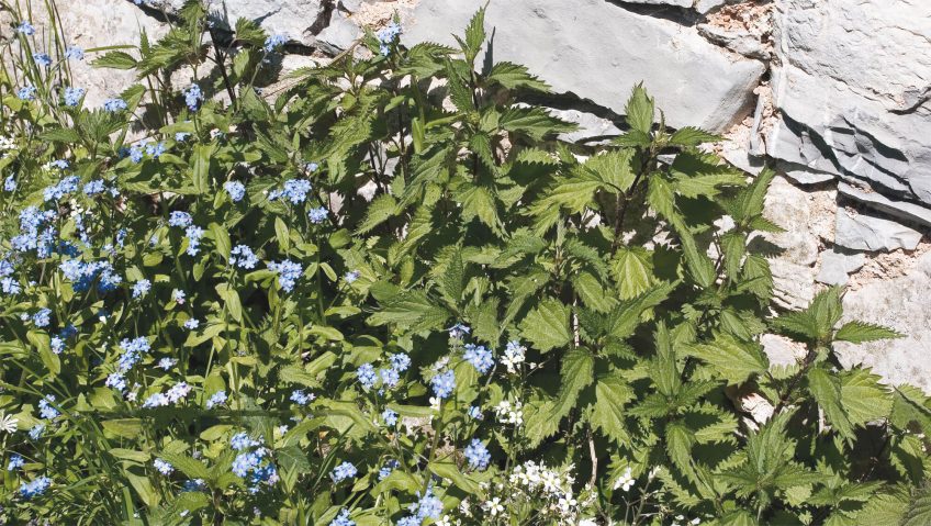 Ortie, bonne à tout faire - La Salamandre