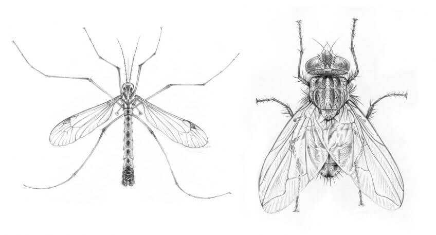 Une mouche, un poil hypersensible - La Salamandre
