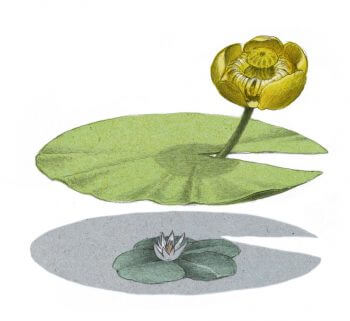 Nénuphar nain, alerte jaune - La Salamandre