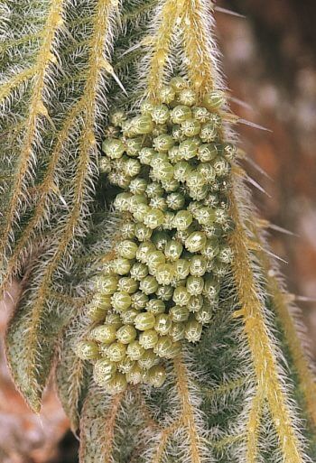 Oeuf de la petite tortue Papillons et compagnie chez l'ortie - La Salamandre