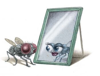 La mouche est moche ? On écrase les fantasmes sur la mouche - La Salamandre