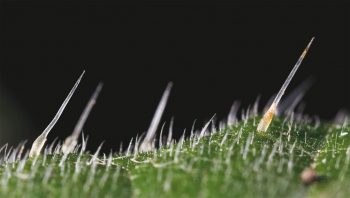 Ortie vient du latin urtica, que certains font remonter au verbe urere, « brûler ».  Ortie vient du latin urtica, que certains font remonter au verbe urere, « brûler ».