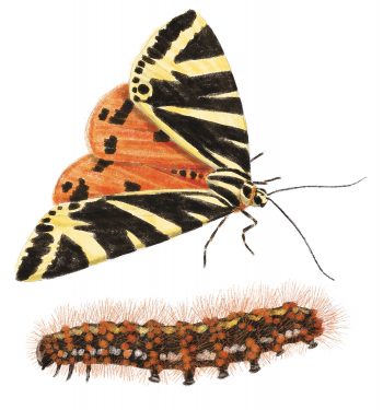 Papillon et chenille d'écaille chinée Résidents permanents et occasionnels de l'ortie - La Salamandre