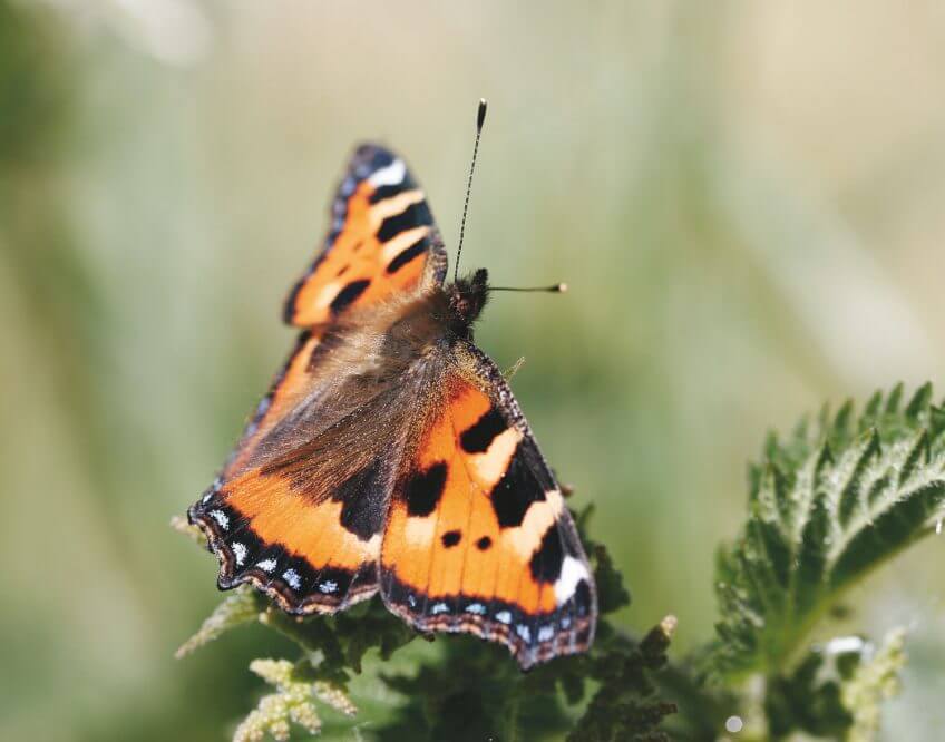 Papillon petite tortue Papillons et compagnie chez l'ortie - La Salamandre
