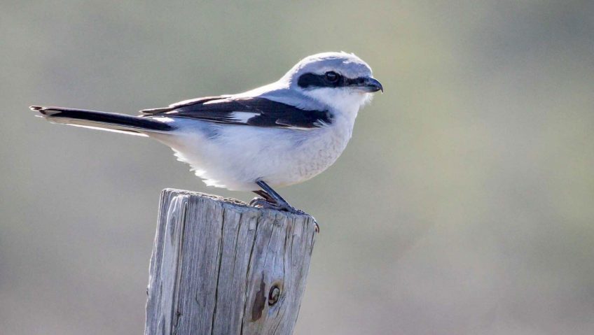 Menottes au poignet pour la pie-grièche - La Salamandre