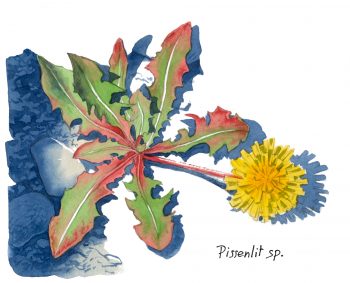 Pissenlit / © Lorenzo Dotti
