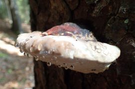 Polypore exsudant des gouttelettes / © Sofia Matos