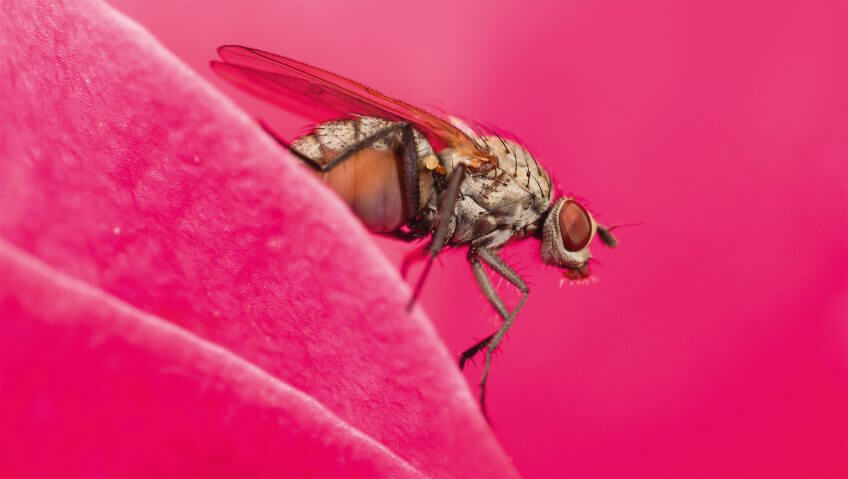 Pourquoi la mouche ? Dossier sur la mouche, "Pourquoi la mouche?" - La Salamandre