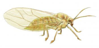 Psylle de l'ortie Résidents permanents et occasionnels de l'ortie - La Salamandre