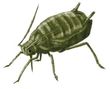 Puceron de l'ortie Résidents permanents et occasionnels de l'ortie - La Salamandre