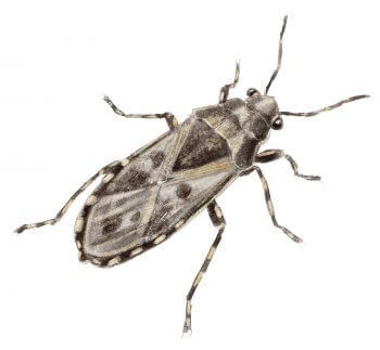 Punaise de l'ortie Résidents permanents et occasionnels de l'ortie - La Salamandre