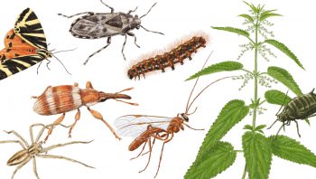 Punaise, papillon, araignée, coléoptère,… L'ortie accueille une foule de petits animaux.  Punaise, papillon, araignée, coléoptère,… L'ortie accueille une foule de petits animaux.