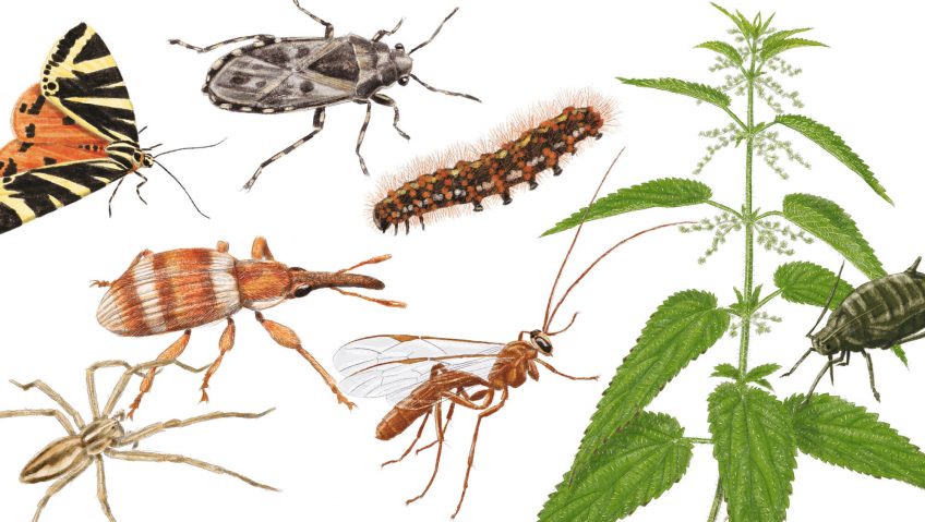 Résidents permanents et occasionnels de l'ortie - La Salamandre