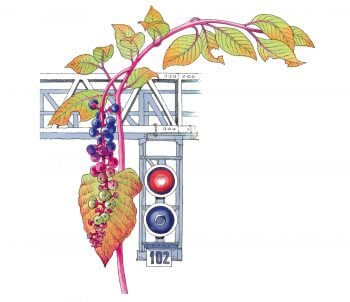 Raisin d'Amérique / © Lorenzo Dotti