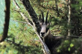 Rencontre fortuite avec un chamois dans la forêt surplombant le lac / © Sofia Matos