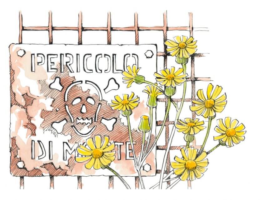 Séneçon du Cap Les jardins de fers ou la flore des voies ferrées - La Salamandre