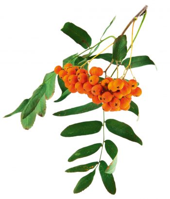 Balade dans la vallée de Joux - La Salamandre