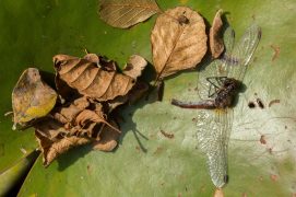 Sympétrum sanguin / © Daniel Magnin