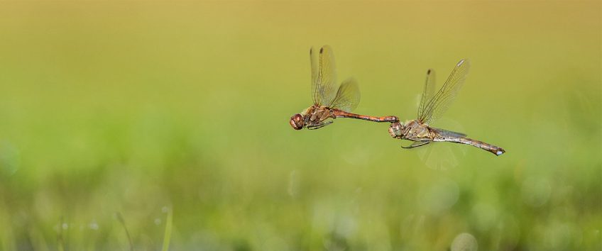 Dernier bal avant l’automne pour les libellules - La Salamandre