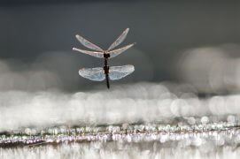 Sympétrums striés / © Daniel Magnin