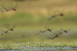 Sympétrums striés / © Daniel Magnin