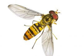 Syrphe  / © Fotolia