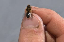 Syrphe / © Olivier Born