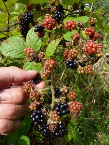 Les mûres poussent sur les ronces