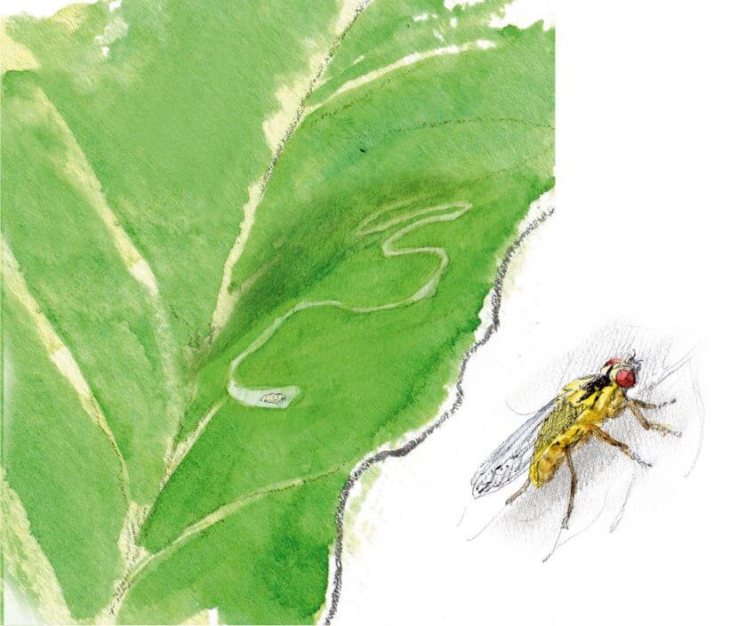 10 mouches fantastiques - La Salamandre