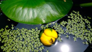 Le nénuphar jaune fait malheureusement de l'ombre au nénuphar nain. Le nénuphar jaune fait malheureusement de l'ombre au nénuphar nain.