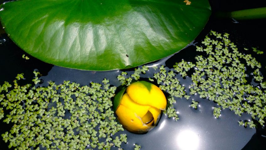 Nénuphar nain, alerte jaune - La Salamandre