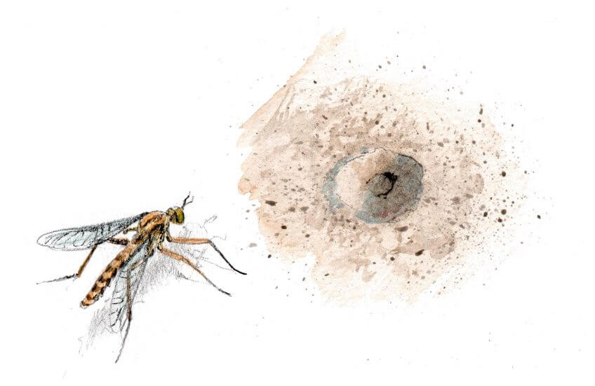 10 mouches fantastiques - La Salamandre