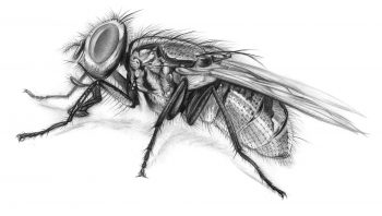 Zoom sur l'anatomie d'une mouche