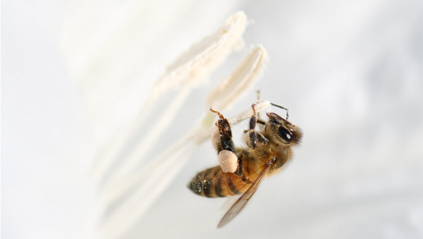 abeille accouplement la salamandre