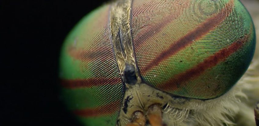 A quoi servent les mouches ?