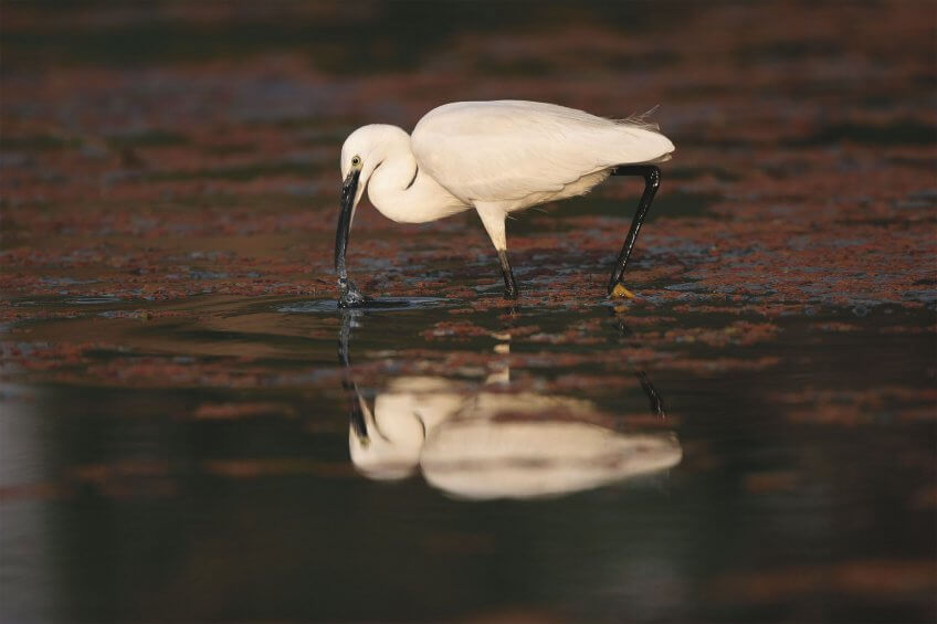 La vase pleine de vie - La Salamandre