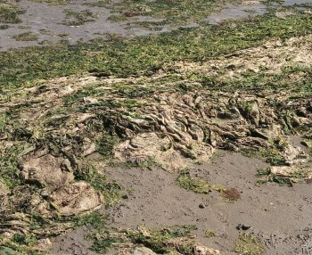 La vase pleine de vie - La Salamandre