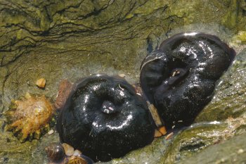 6 techniques de survie des animaux et plantes du bord de mer - anémone