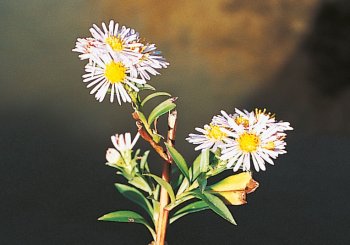 Aster maritime Fleurs de sel et plantes des marais - La Salamandre