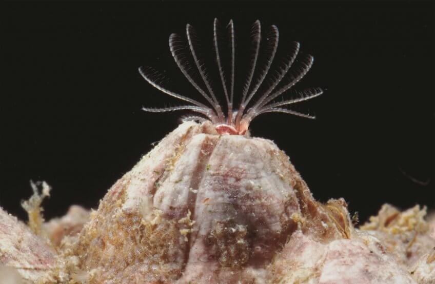 6 techniques de survie des animaux et plantes du bord de mer- balane