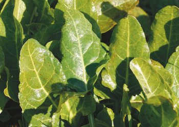 Bette maritime Fleurs de sel et plantes des marais - La Salamandre