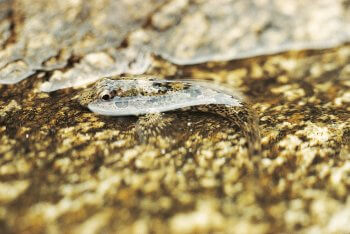 6 techniques de survie des animaux et plantes du bord de mer - blennie