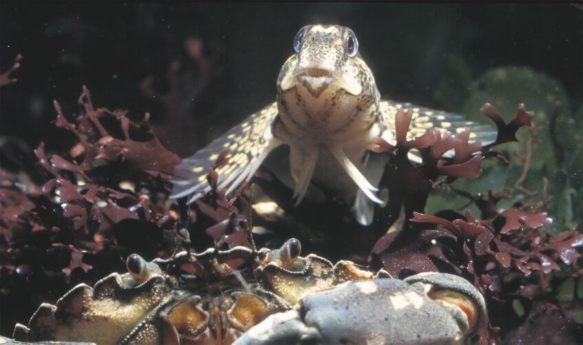 6 techniques de survie des animaux et plantes du bord de mer - blennie
